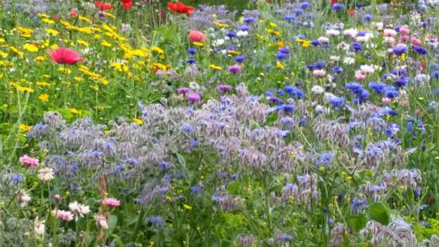 Airfield flower garden office mum