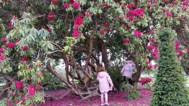 Pink Blossoms - Office Mum