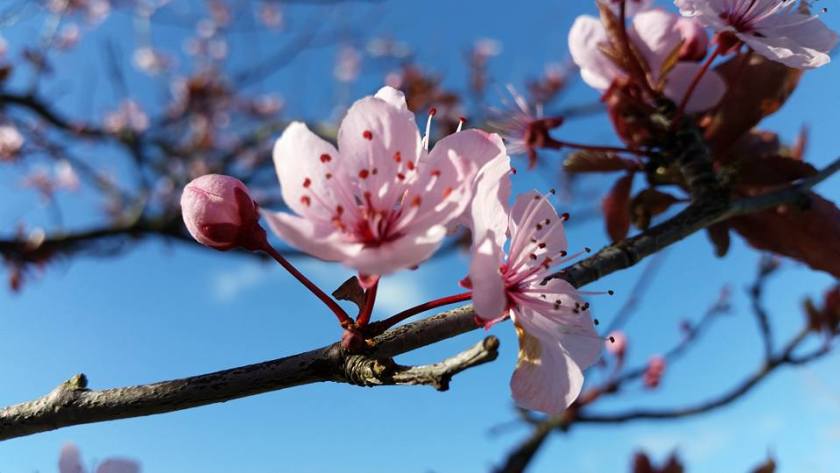 Cherry Blossom - Office Mum