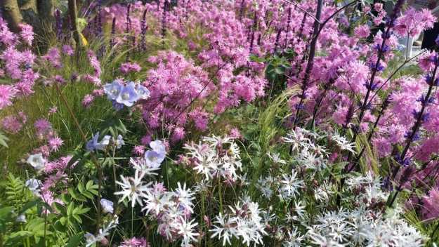 Flowers, hay fever, Bloom, Office Mum, Boots