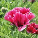 flower - hay fever - office mum - Boots