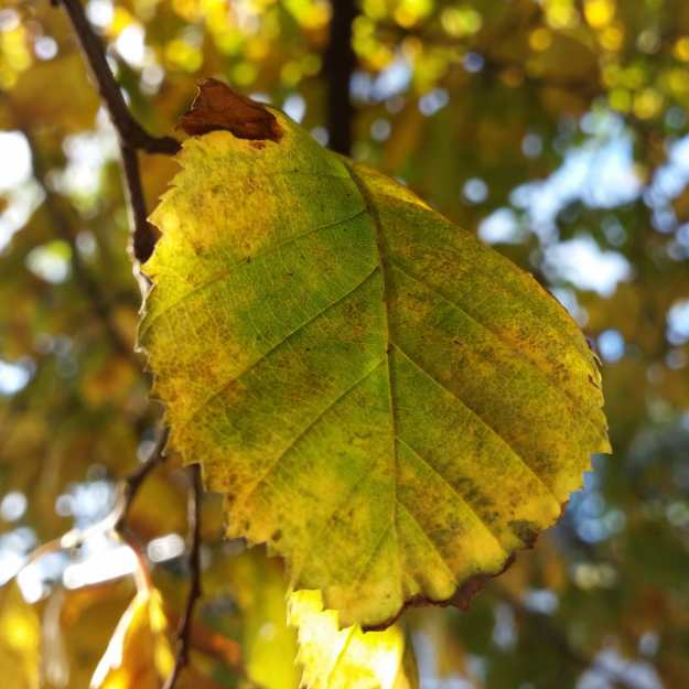 Autumn leaves - office mum