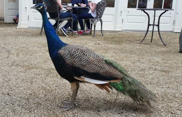 Peacock in coffee shop Marlay Park - Office Mum