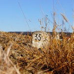 milestone - office mum